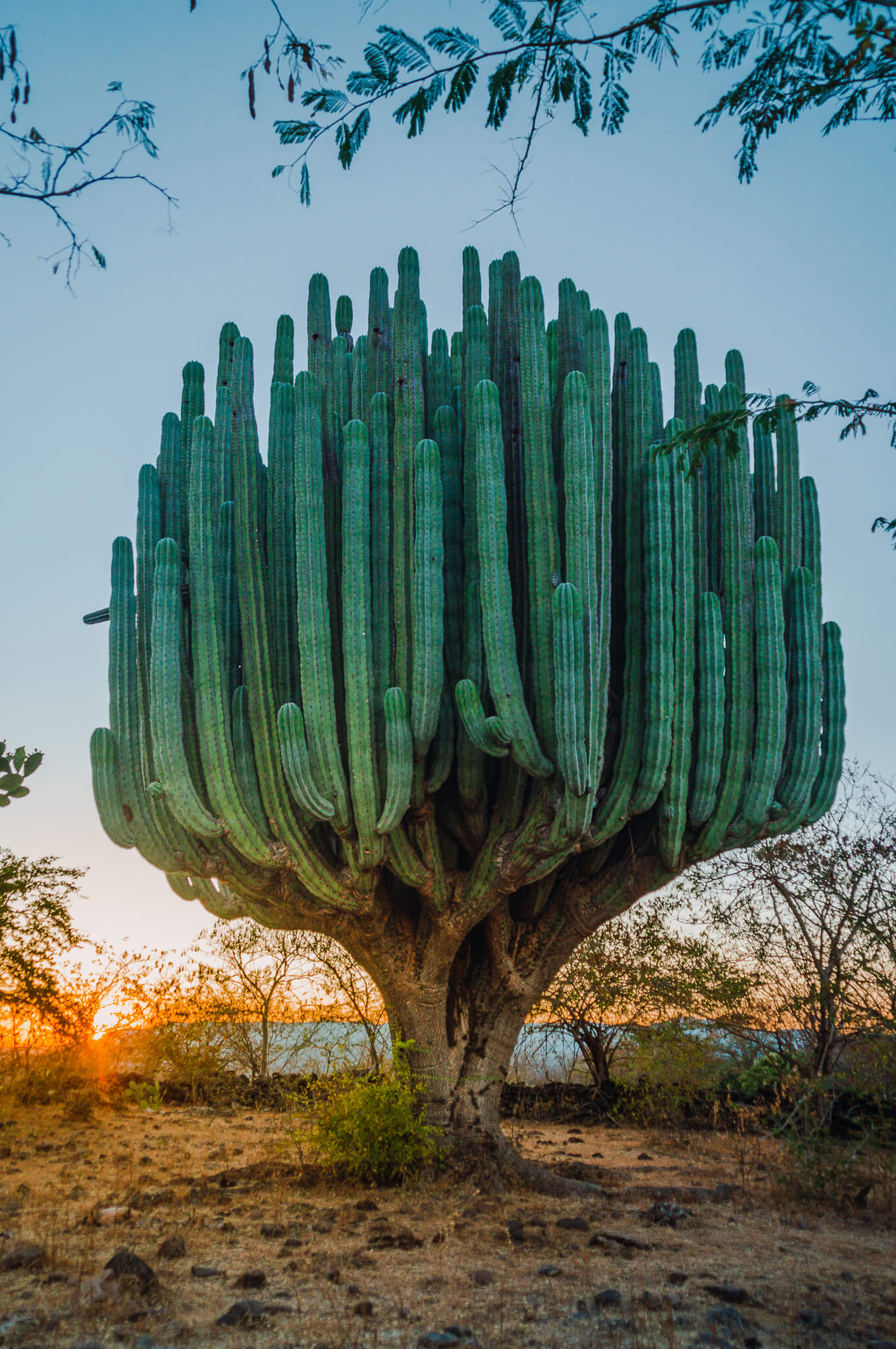 Pachycereus weberi